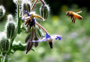 bee-polinates flower