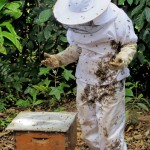 Honey Bees Need Friends- How About YOU ?