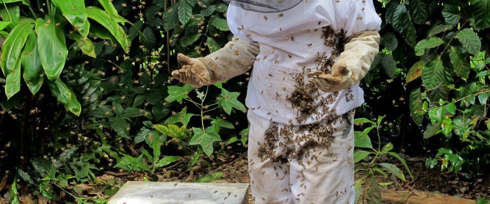 Honey Bees Need Friends- How About YOU ?