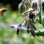 Agroecology