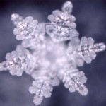 Maylin works with Masaru Emoto in Hilo
