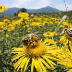 Korean Natural Farming