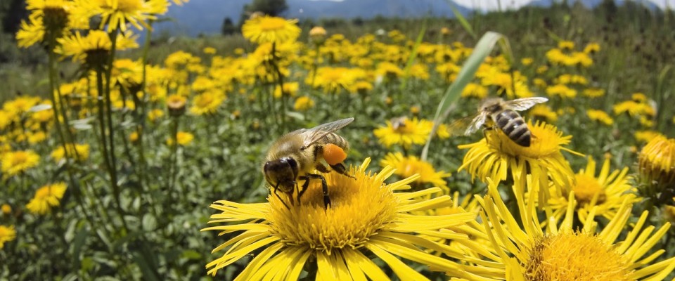 Korean Natural Farming